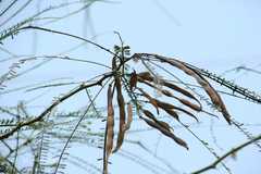 Parkinsonia aculeata